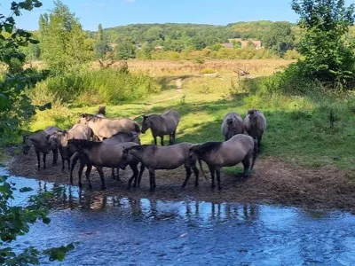 Wild horses at a pond in a nature reserve