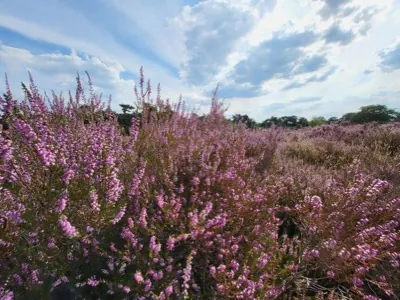 Flowering heather under a cloudy sky