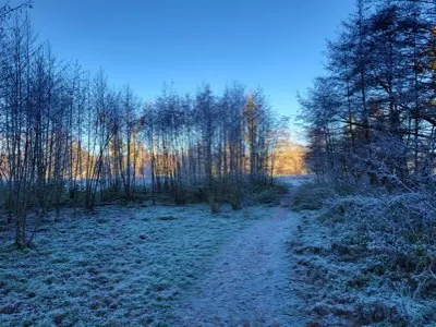 Frosted trees along a path on a cold morning