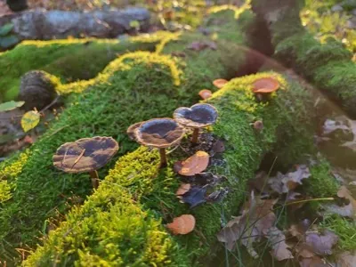Small mushrooms growing on a mossy log