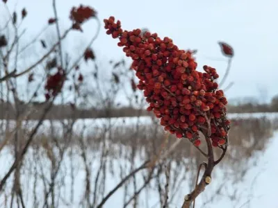 A branch with red berries in front of a lake